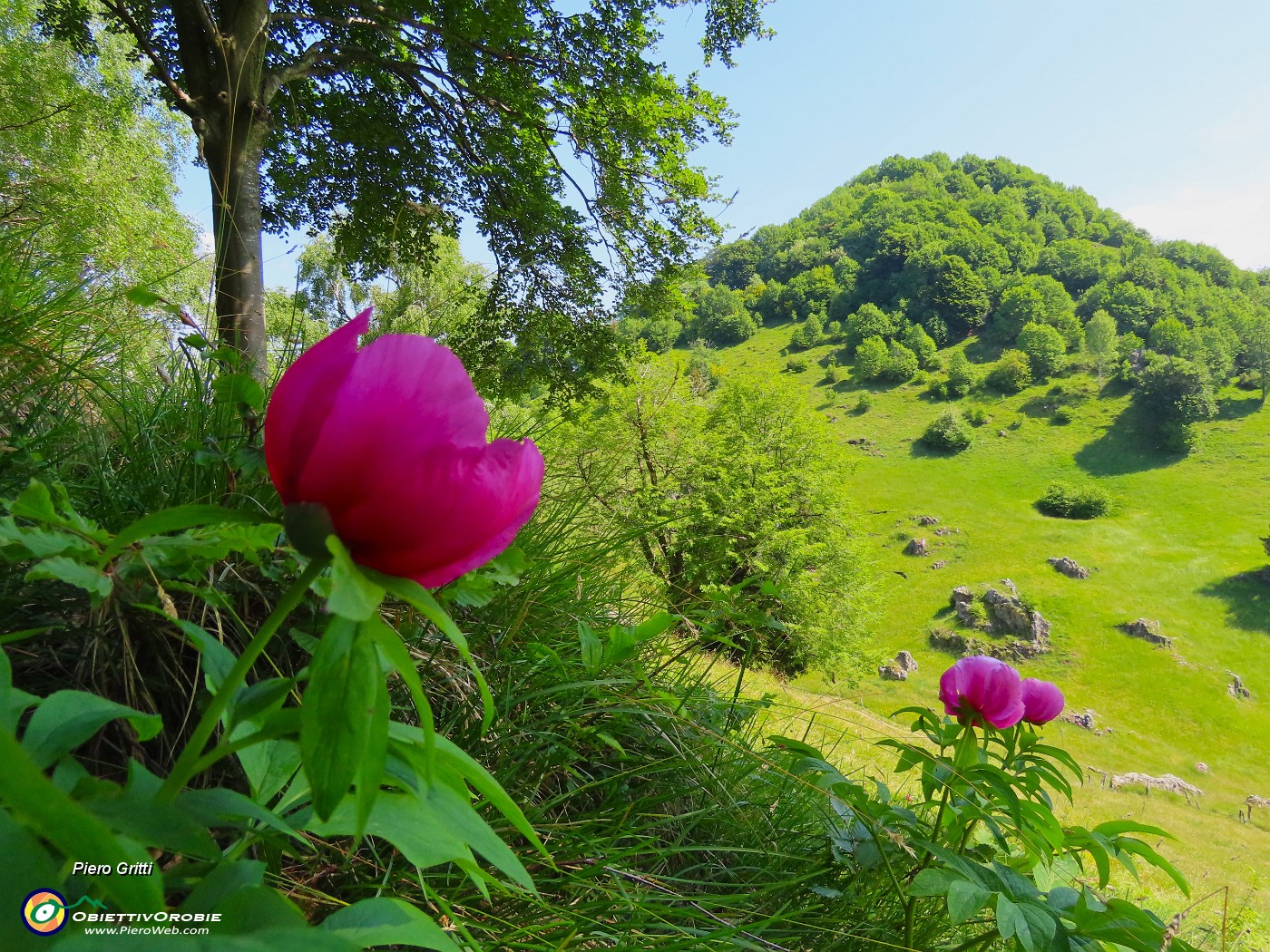 52 Paeonia officinalis- Peonia selvatica-Peonia dello Zucco.JPG